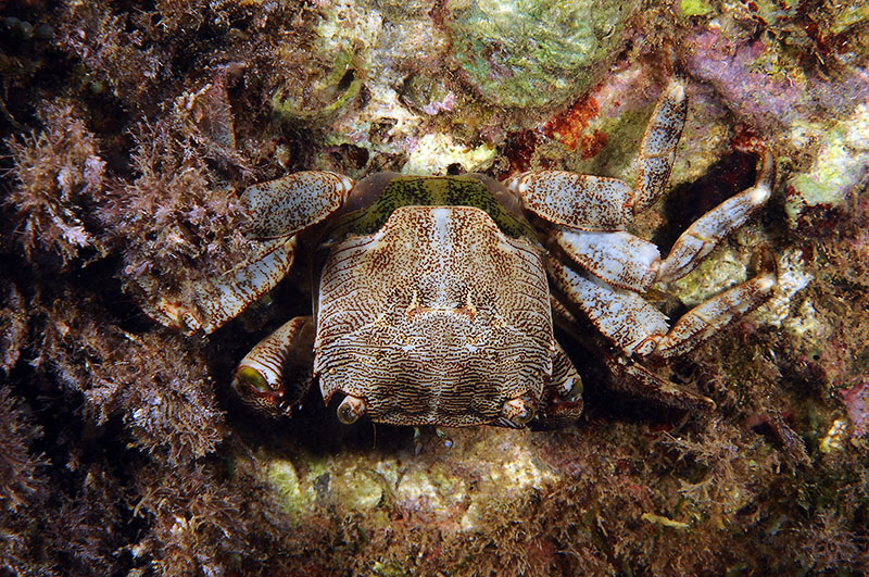 Pachygrapsus marmoratus cambia il carapace